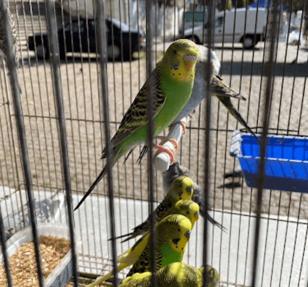 Oiseaux dans une cage