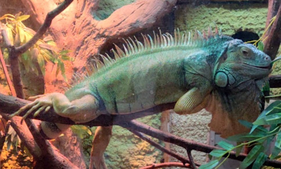 Iguane au zoo Santo Inacio, près de Porto