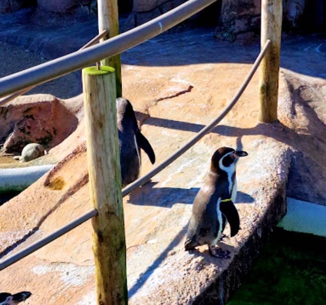 Pinguoins au SeaLife de Porto