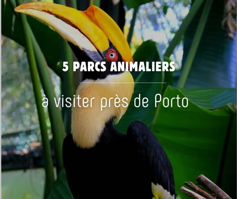 Toucan au parc ornithologique de Lourosa, près de Porto