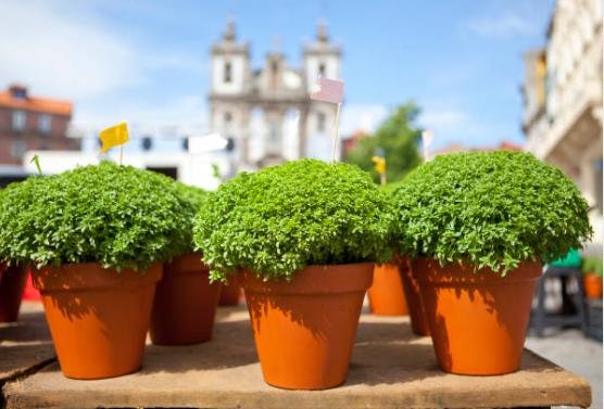 Pots de basilic, symbole des fêtes de la Saint Jean à Porto